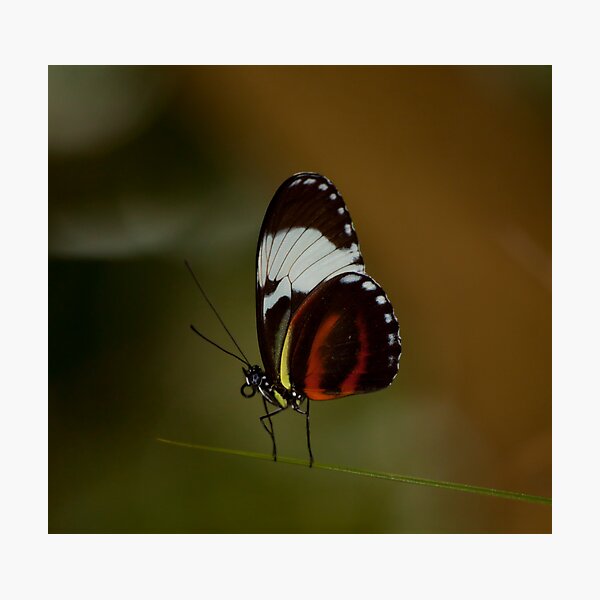 Item preview, Living on the edge! designed and sold by vasu.