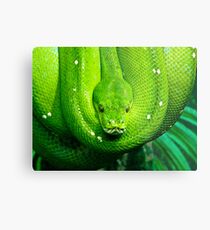 Green Tree Snake Metal Print