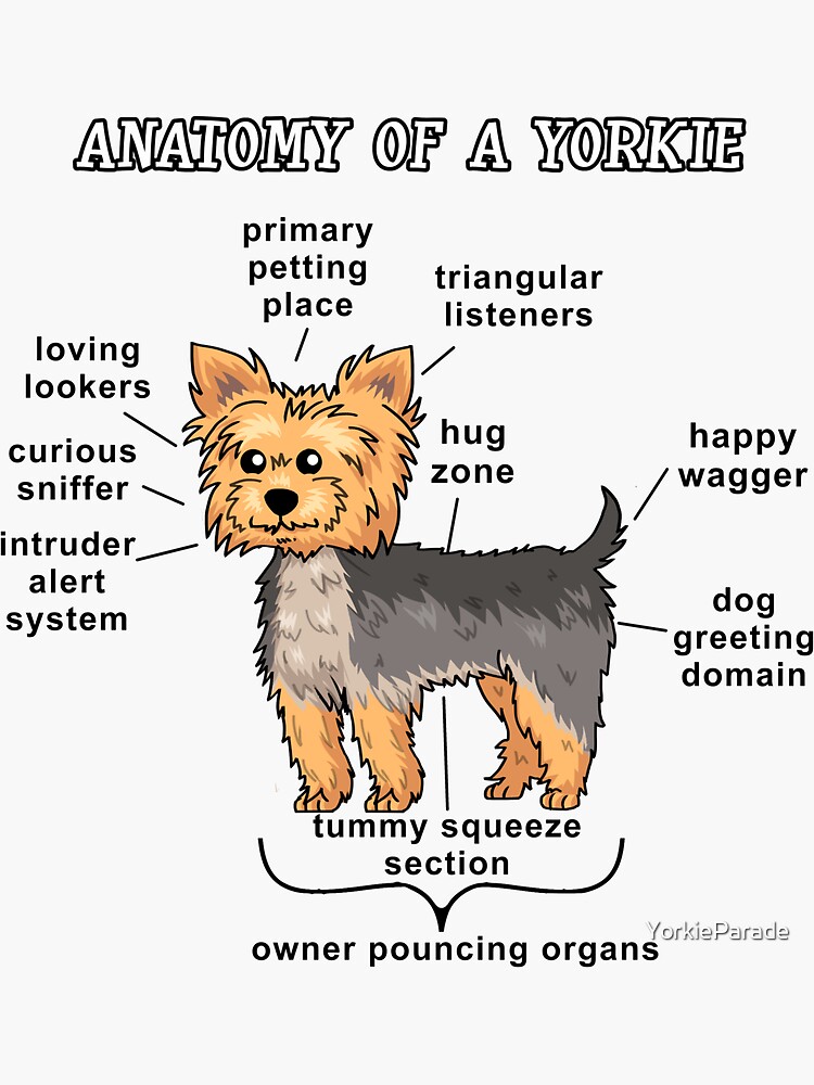 "Puppy Cut Anatomy of a Yorkie Hug Zone, intruder alert system Cute