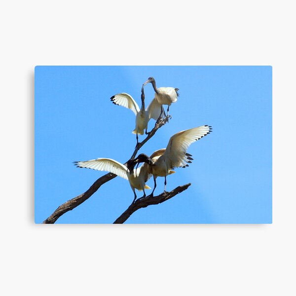 Feeding Their Young Metal Print