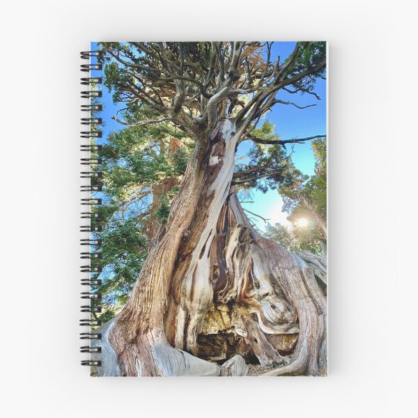 Item preview, Ancient Bristlecone Pine  designed and sold by PaigeGodfrey.