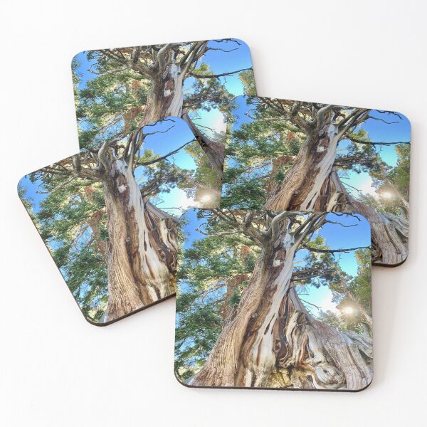 Item preview, Ancient Bristlecone Pine  designed and sold by PaigeGodfrey.