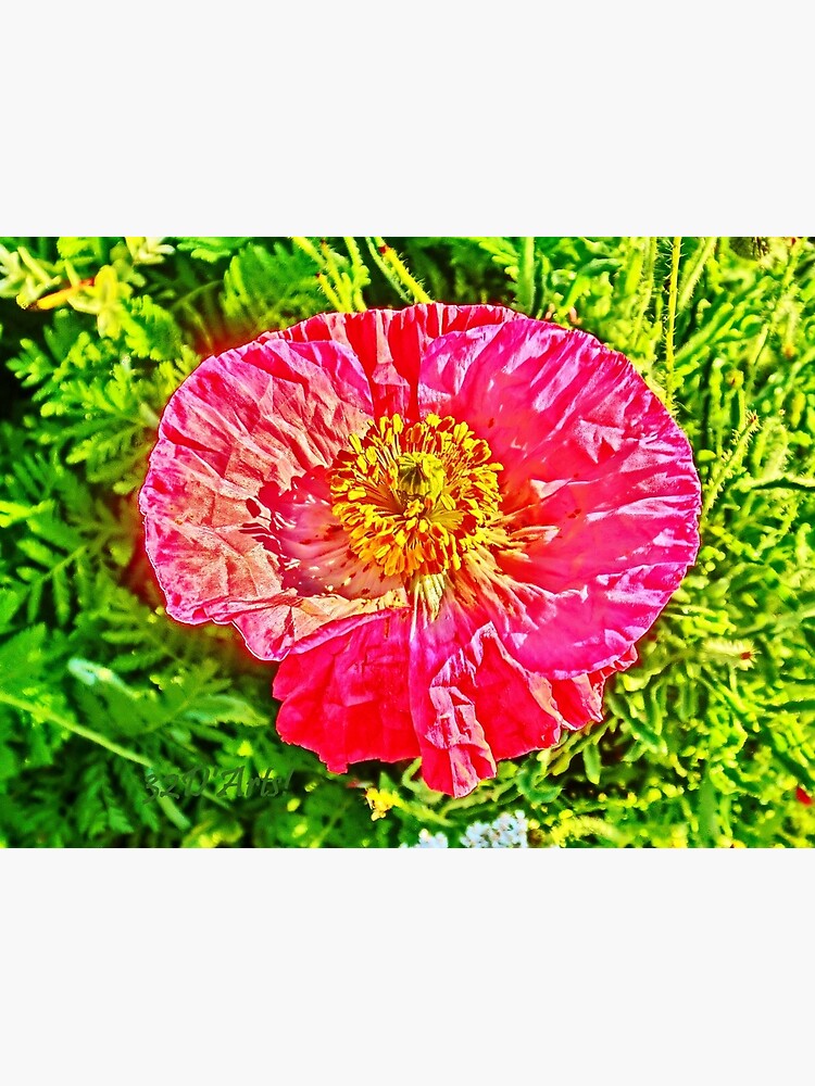 Green Island Poppy by 32DARTS