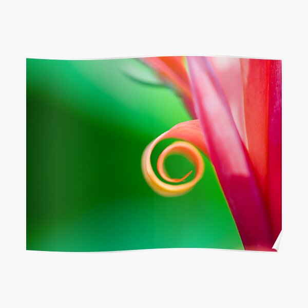 Botanic curl Poster