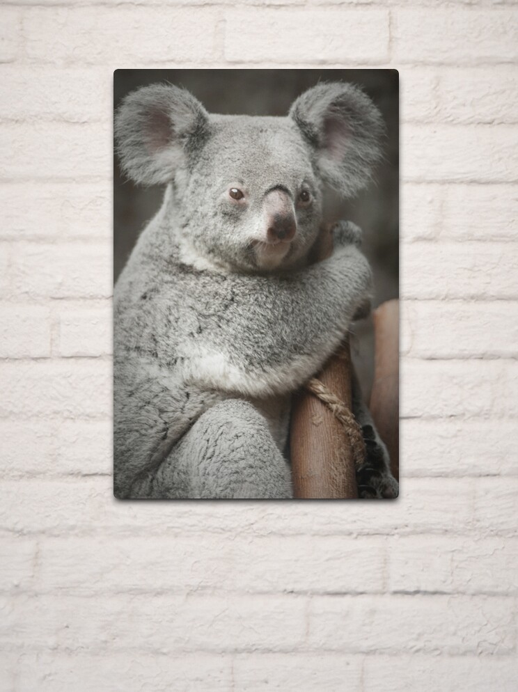Funny Colorful Koala Bear Water Color Style Art Poster for Sale by  naturesfancy