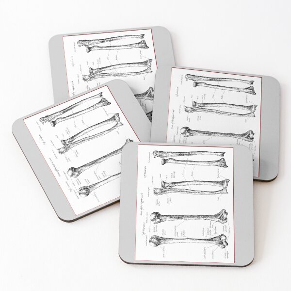 Item preview, The bones of the human upper limbs. designed and sold by Squirrox.