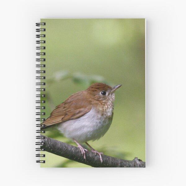Item preview, Veery designed and sold by Enola Gay Wagner.