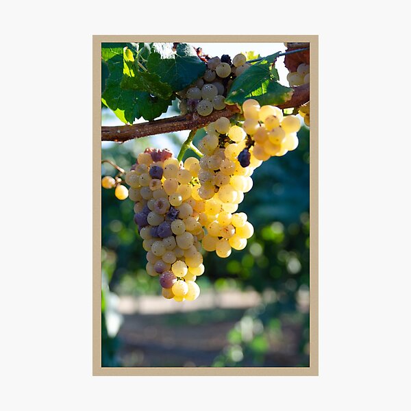 Item preview, Winery Grapes designed and sold by K D Graves Photography.