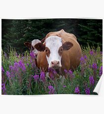 mama cow and her baby Poster