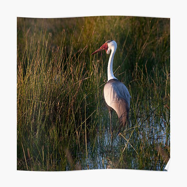 Botswana Wildlife #3 - Wattled Crane Poster