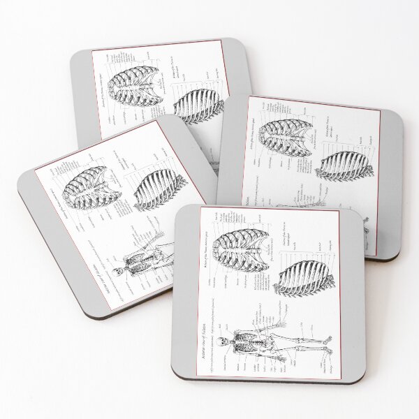 Item preview, The bones of the human skeleton. designed and sold by Squirrox.