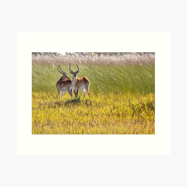 Botswana Wildlife #4 - Red Lechwe Antelopes Art Print