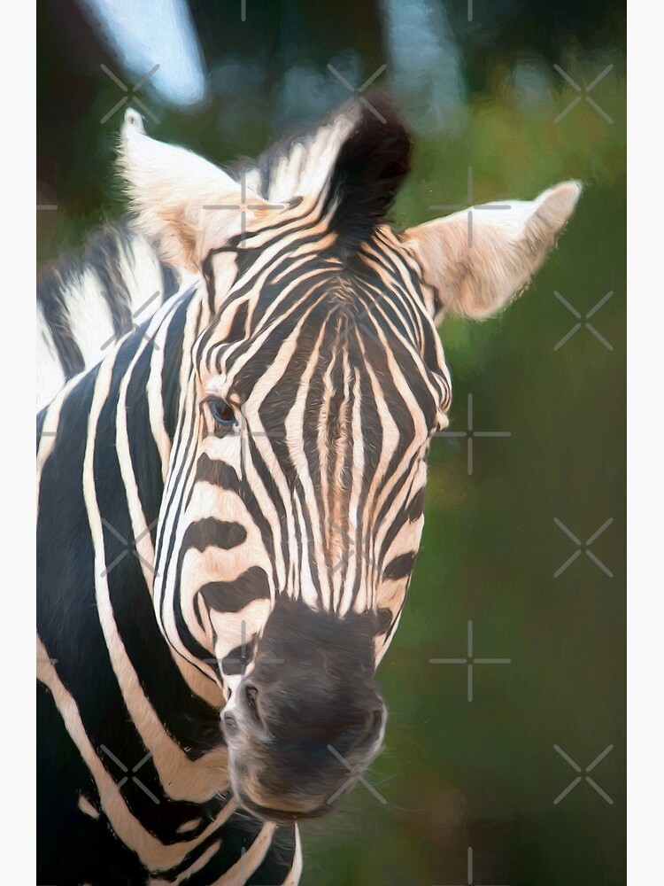 Curious Zebra (digital painting) by RayW