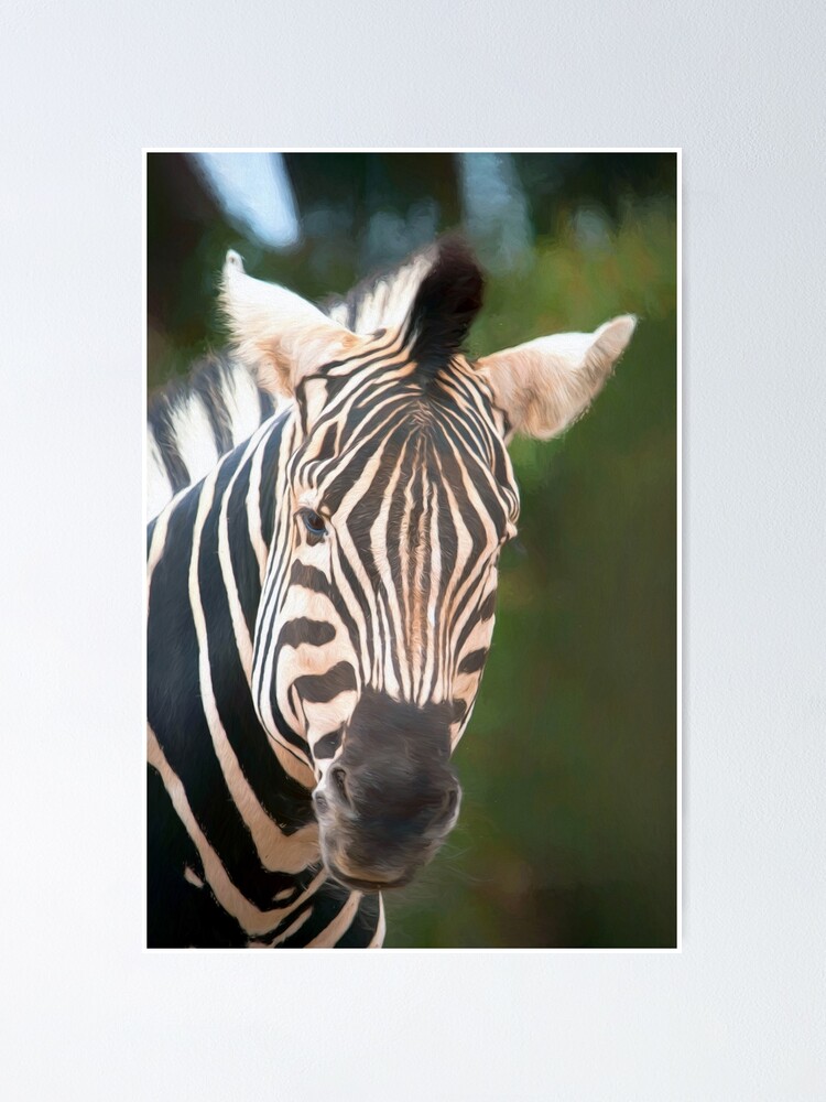 Alternate view of Curious Zebra (digital painting) Poster