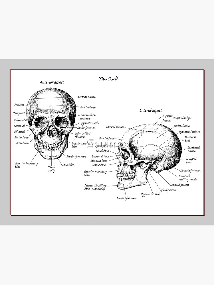 The main bones of the human skull, face and side view. | Canvas Print