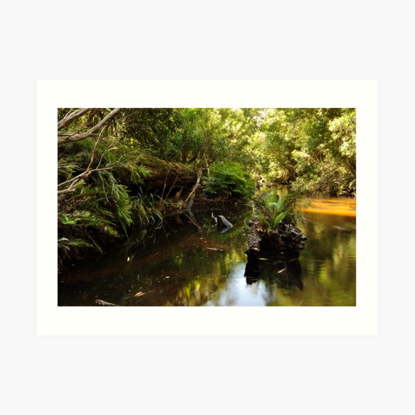 Another forgotten log Art Print