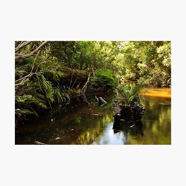 Another forgotten log Photographic Print