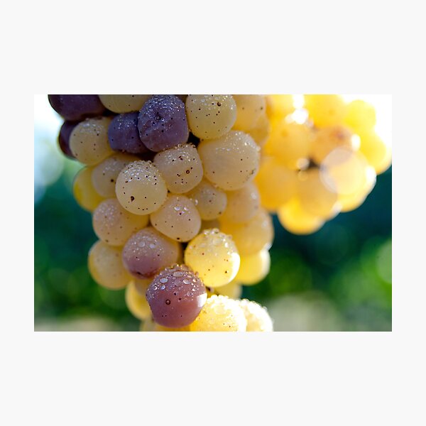 Item preview, Grapes Macro designed and sold by K D Graves Photography.