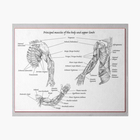 The major muscles of the human upper limbs. Art Board Print for Sale by  Squirrox