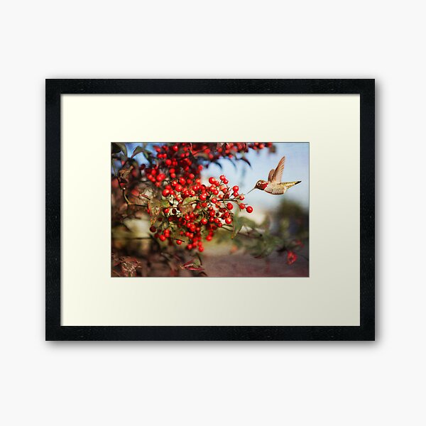 Holiday Hummingbird in Christmasberry Framed Art Print