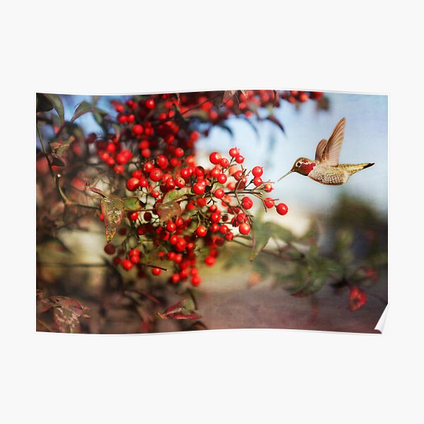 Holiday Hummingbird in Christmasberry Poster