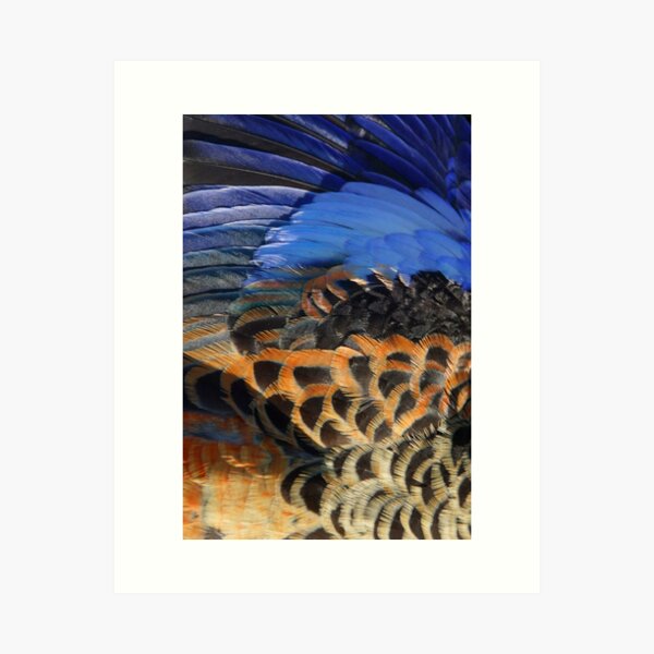 Item preview, Adelaide Rosella  - Adelaide Hills - Fleurieu Peninsula by South Australian artist Avril Thomas designed and sold by MagpieSprings.