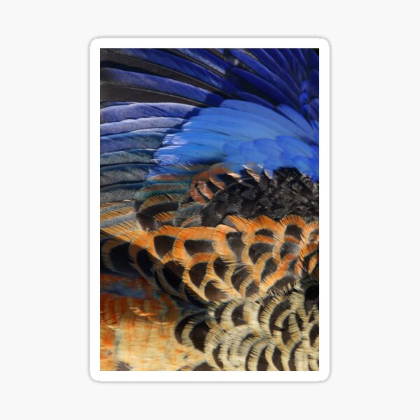 Item preview, Adelaide Rosella  - Adelaide Hills - Fleurieu Peninsula by South Australian artist Avril Thomas designed and sold by MagpieSprings.