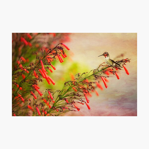 Hummingbird Perched on Red Wildflowers Photographic Print