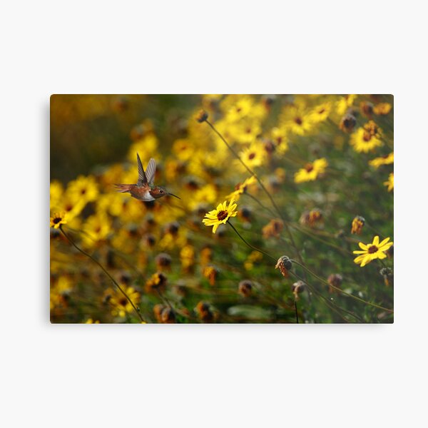Hummingbird and California Sunflowers Metal Print
