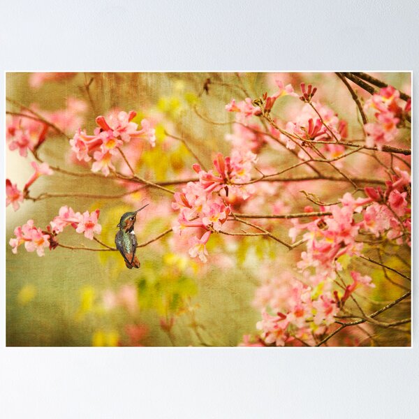 Allens Hummingbird with Spring Blossoms Poster
