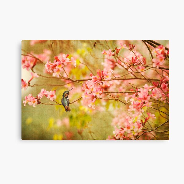 Allens Hummingbird with Spring Blossoms Canvas Print