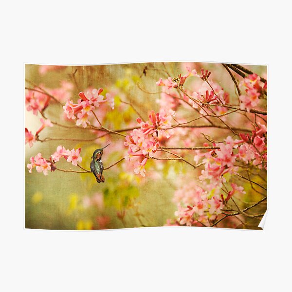 Allens Hummingbird with Spring Blossoms Poster