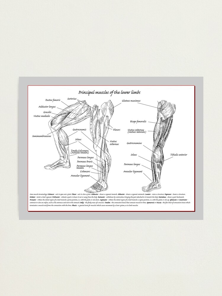 Anatomie der Knochen der unteren Extremitäten