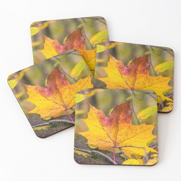 Item preview, Bright Yellow Autumn Leaf in a Latvian Forest designed and sold by Jon Shore.
