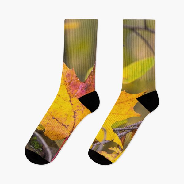 Item preview, Bright Yellow Autumn Leaf in a Latvian Forest designed and sold by Jon Shore.