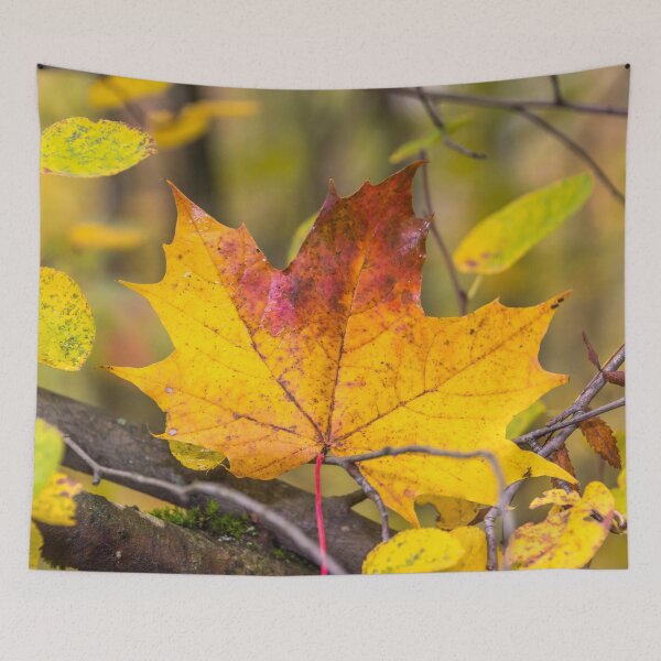 Item preview, Bright Yellow Autumn Leaf in a Latvian Forest designed and sold by Jon Shore.