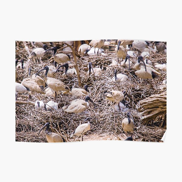 White Ibis Nesting Poster