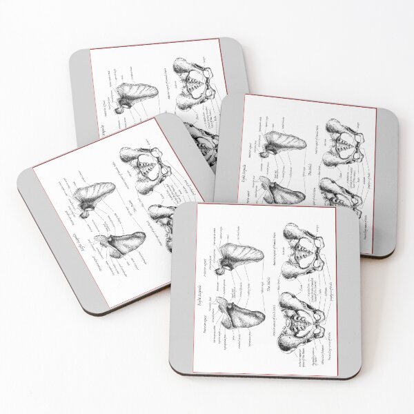 Item preview, The bones of the human scapula and pelvis. designed and sold by Squirrox.