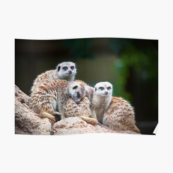 Meerkat Family (digital painting) Poster