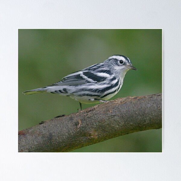 Aperçu de l'œuvre Black & White Warbler créée et vendue par Enola Gay Wagner.