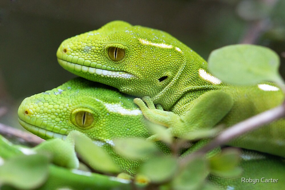 "Wellington Green Gecko" by Robyn Carter | Redbubble