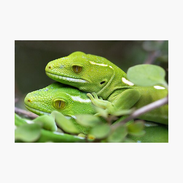 Item preview, Wellington Green Gecko designed and sold by RobynCarter.
