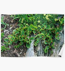 Salice erbaceo (Salix herbacea) Poster