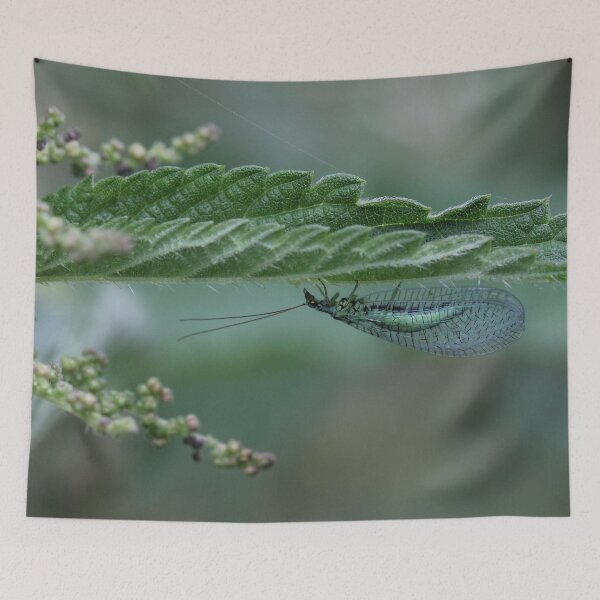 Item preview, Lacewing designed and sold by cuprum.