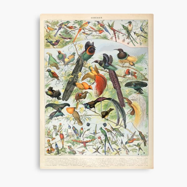 Item preview, Adolphe Millot oiseaux B designed and sold by wetdryvac.