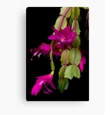 Christmas Cactus Purple Flower blooms Canvas Print