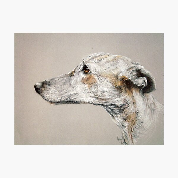 Greyhound Photographic Print