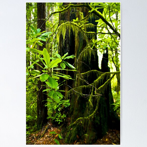 Item preview, Redwood forest designed and sold by bonsta.
