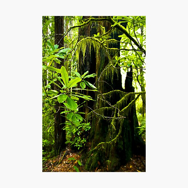 Item preview, Redwood forest designed and sold by bonsta.