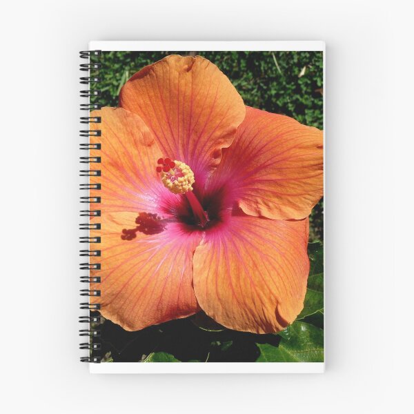Item preview, Hibiscus "Topsy" designed and sold by Margaret  Hyde.